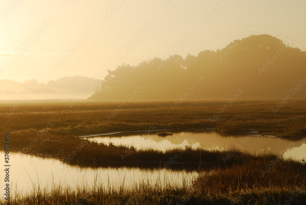 View of marsh during sunrise View of marsh during sunrise