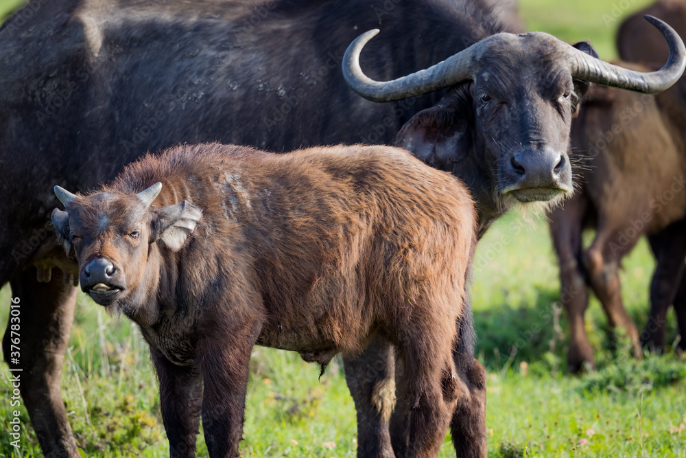 Fototapeta premium Young cape buffalo calf stands next to mother