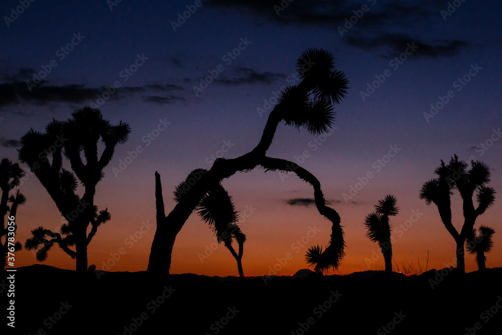 Silhouette of Joshua trees in Joshua Tree National Park during sunset Silhouette of Joshua trees in Joshua Tree National Park during sunset