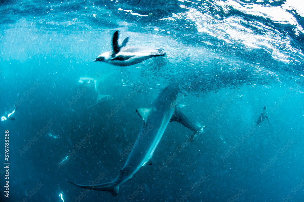 View of sharks and penguins in sea