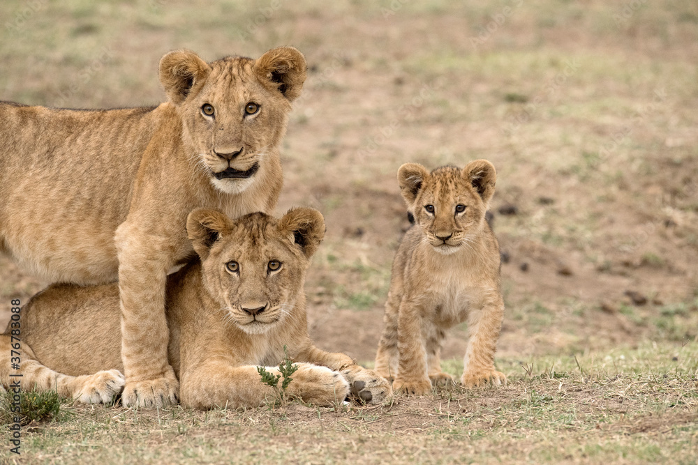 Lion cubs in Maasai Mara National Reserve Lion cubs in Maasai Mara National Reserve