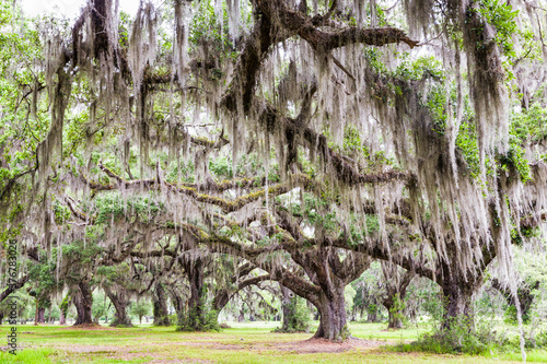 View of live oak and Spanish moss