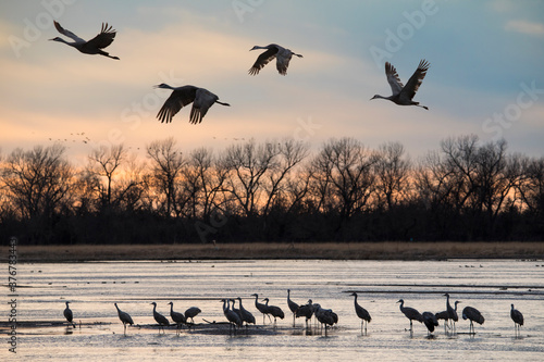 Sandhill cranes feeding in Platte River during sunset photo