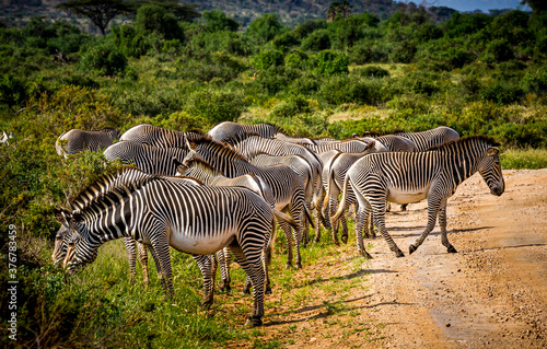 Zebras grazing together for safety in Kenya