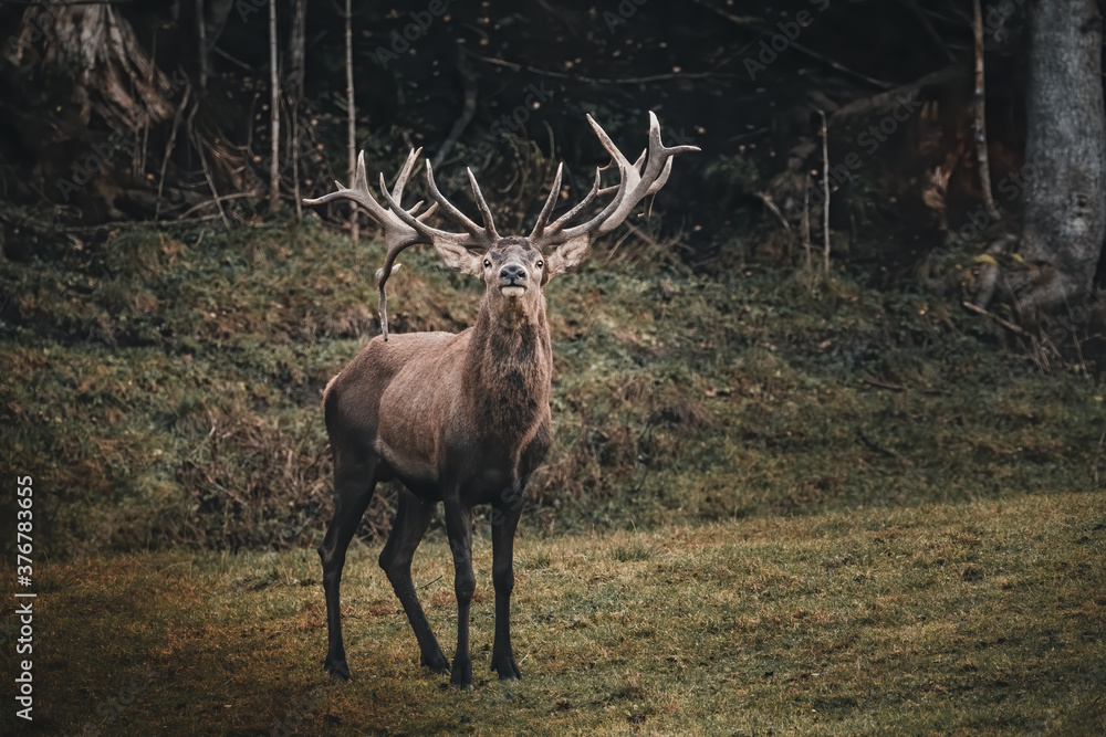 rutting red deer in the woods