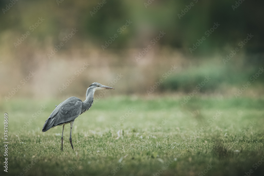 grey heron ardea cinerea grey heron ardea cinerea