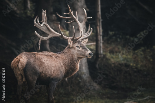Fotografiet red deer in the forest