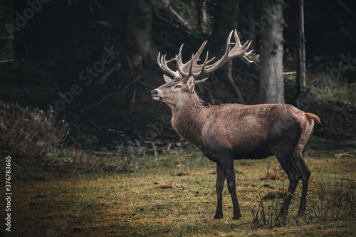 red deer stag in forest