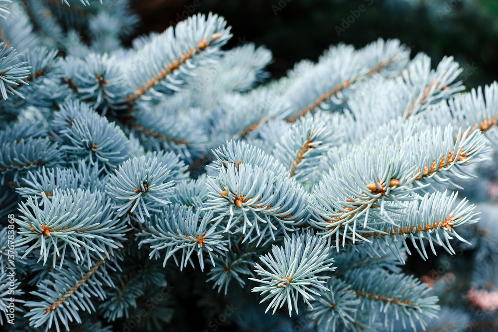 Blue spruce background. Coniferous tree. Nature, Christmas, New Year, seasonal concept. Selective focus.	