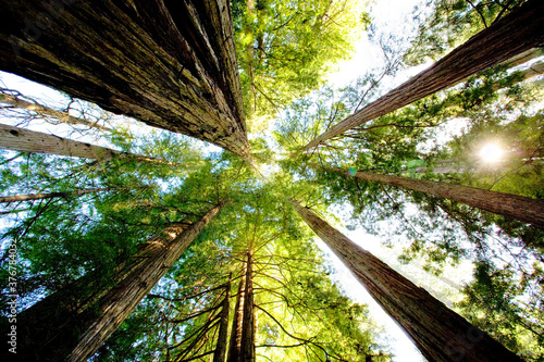 Low angle view of trees in Redwood National and State Parks photo