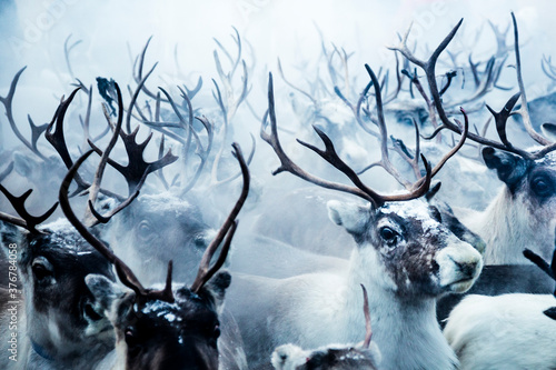 Group of reindeer in Lapland, Sweden photo