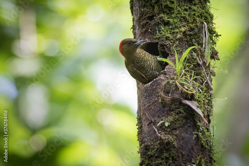 Rufous winged woodpecker in nest hole