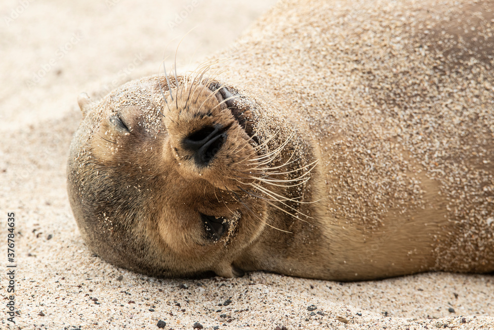Close up of Galapagos sea lion sleeping on beach Close up of Galapagos sea lion sleeping on beach