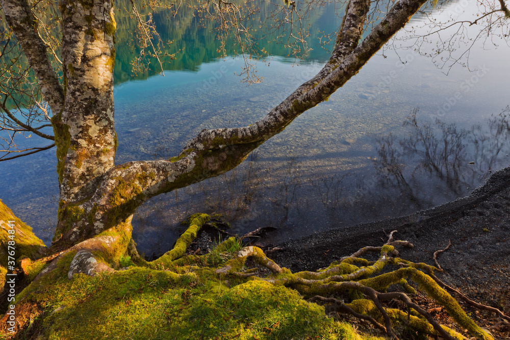 Reflection of tree in Lake Crescent Reflection of tree in Lake Crescent