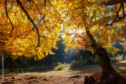 Sun rays through autumn trees. Natural fall landscape in the forest. Fall for...