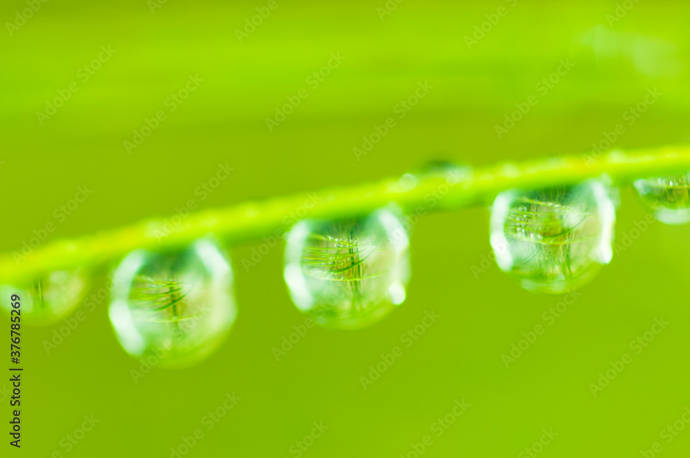 Close up of dew drops on grass Close up of dew drops on grass