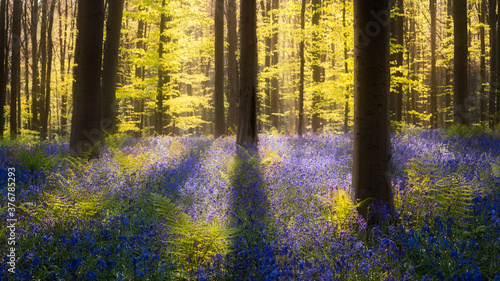 Sunlight on bluebell flowers in forest