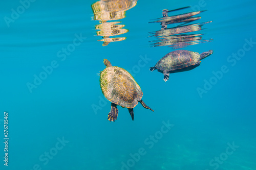 Cooter turtles swimming together in Hunter Springs, Florida photo