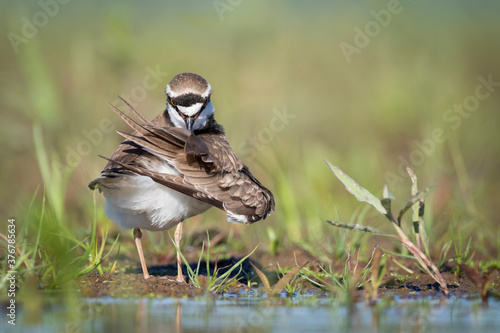 Close up of little ringed plover preening feather photo