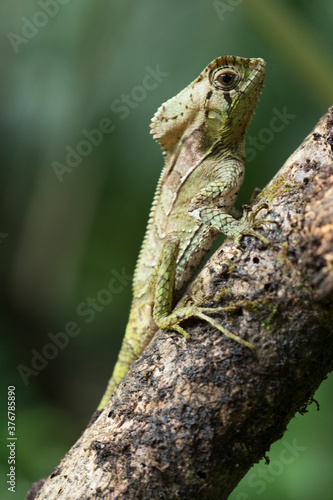 Close up of Casque headed lizard crawling on branch photo