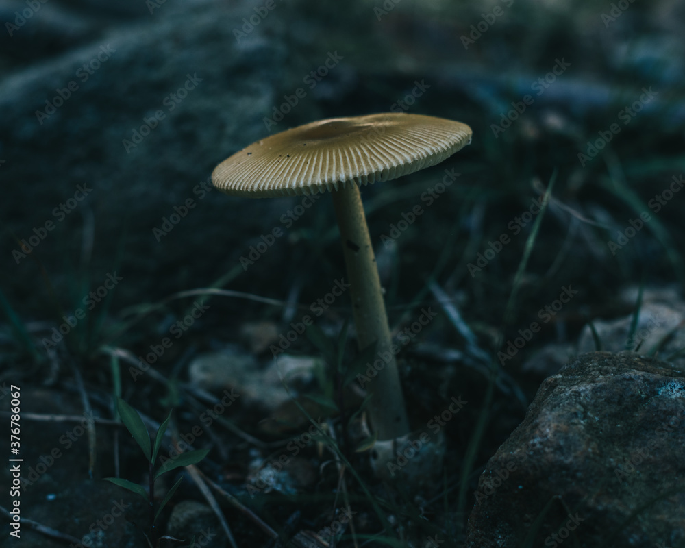 mushrooms in the forest mushrooms in the forest