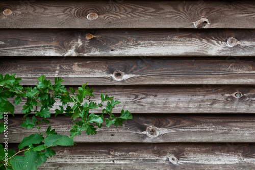 Wooden Fence Background with Green Foliage