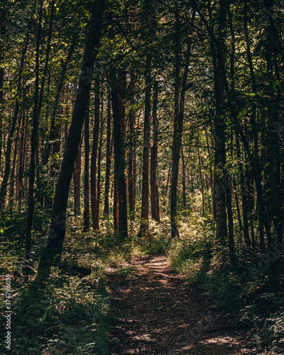 autumn forest in the morning