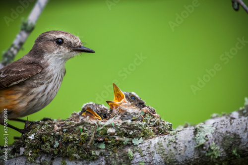 Vermillion flycatcher feeding chicks in nest photo