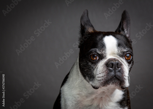 Portrait of Boston Terrier photo