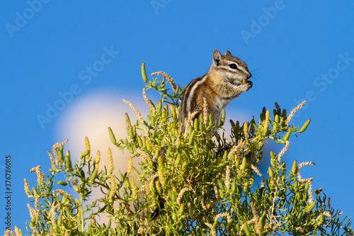 Least chipmunk on plant