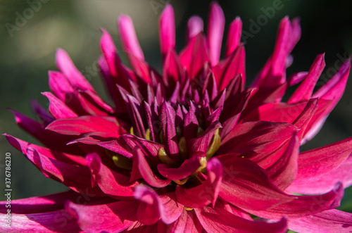 close up of pink flower