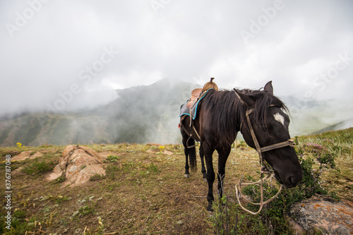 Horse grazing on mountain photo