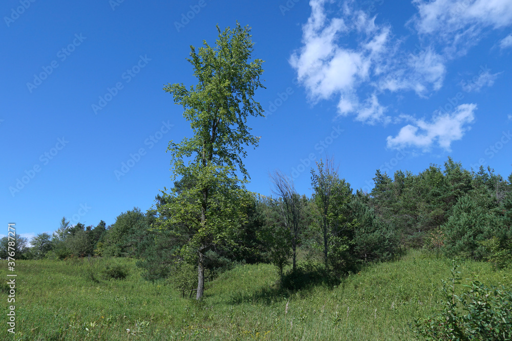 green meadow with trees on a bright summer day green meadow with trees on a bright summer day