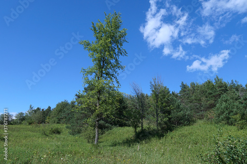 green meadow with trees on a bright summer day