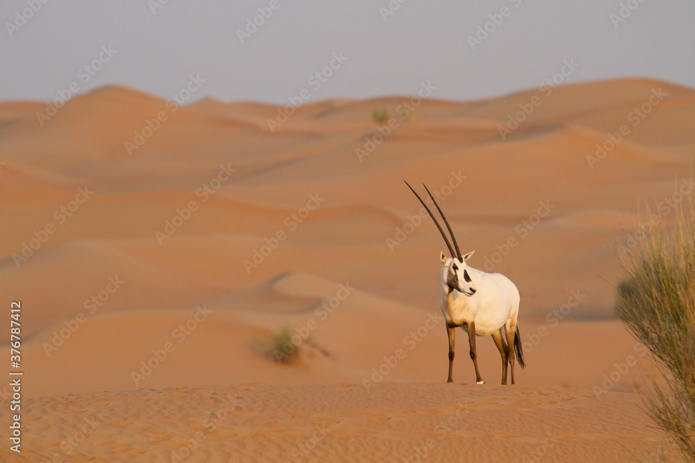 Arabian Oryx standing in desert during sunrise Arabian Oryx standing in desert during sunrise