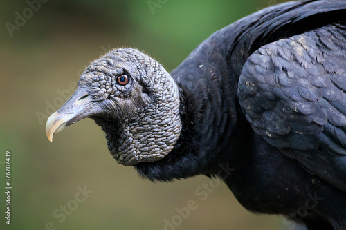 Close up of black vulture photo