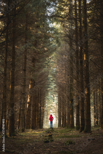 Man in red coat hiking through pine tree forest, Longleat Forest, Wiltshire, UK photo