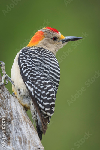 Close up of northern flicker woodpecker perching on tree