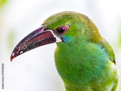 Close up of crimson rumped toucanet photo