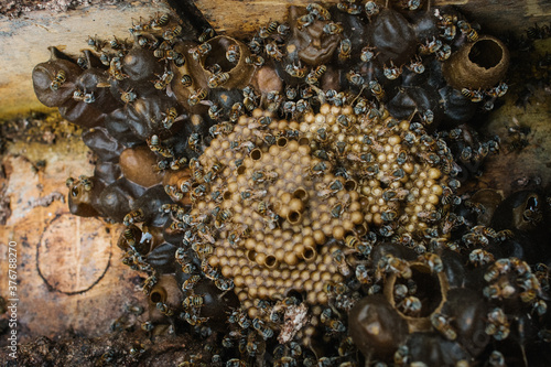 Close up of melipona bees photo