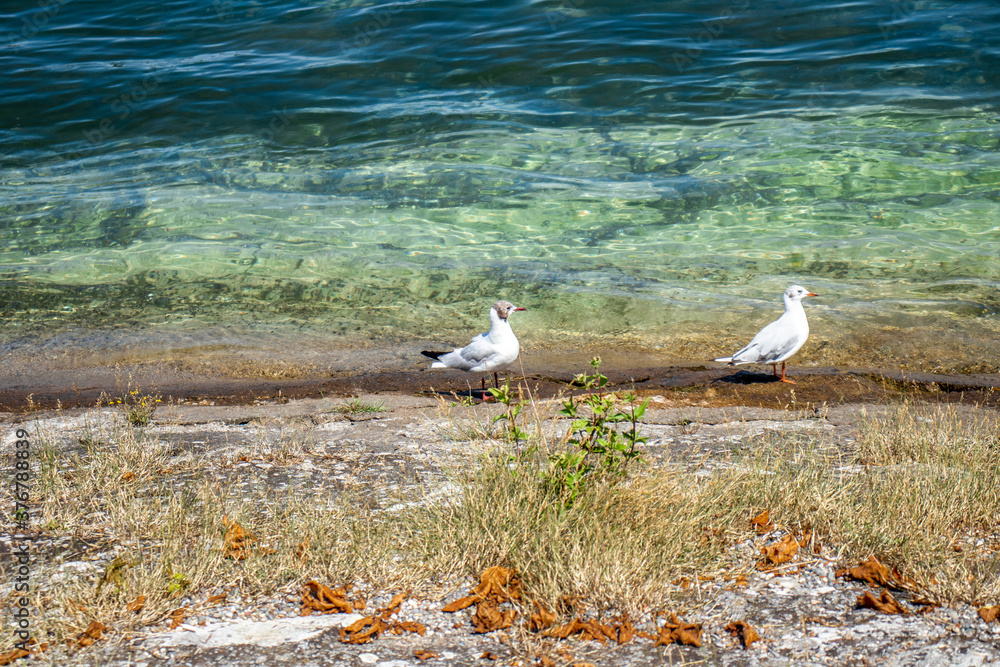 Obraz premium Bodensee