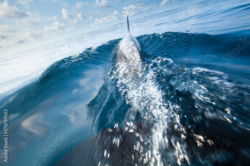 View of dolphin swimming in sea