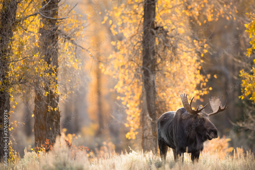 Moose standing in forest Moose standing in forest
