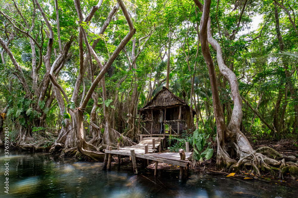 View of hut by Indian River in forest View of hut by Indian River in forest