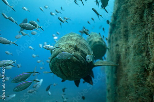 Goliath grouper swimming by Ana Cecilia wreck site in Palm Beach photo