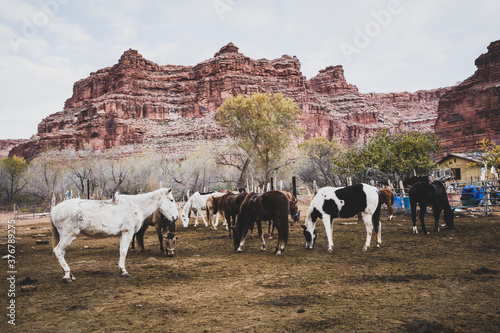 Horses and mules grazing on landscape photo