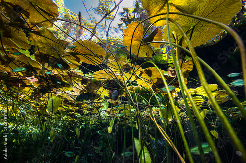 Close up of water lily and fish underwater