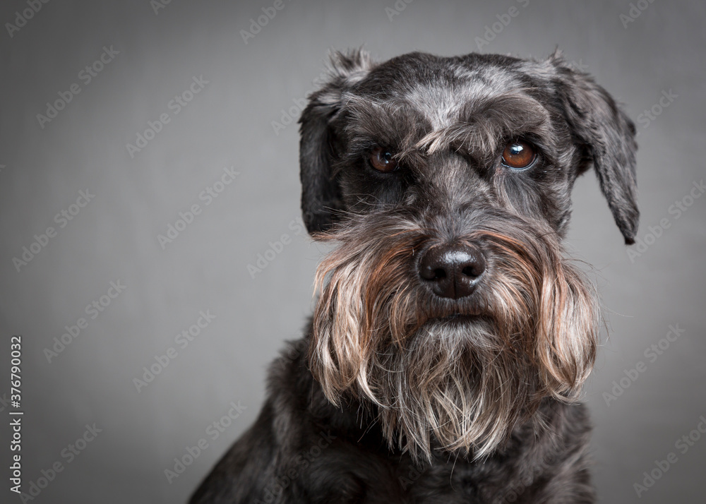 Portrait of miniature schnauzer Portrait of miniature schnauzer