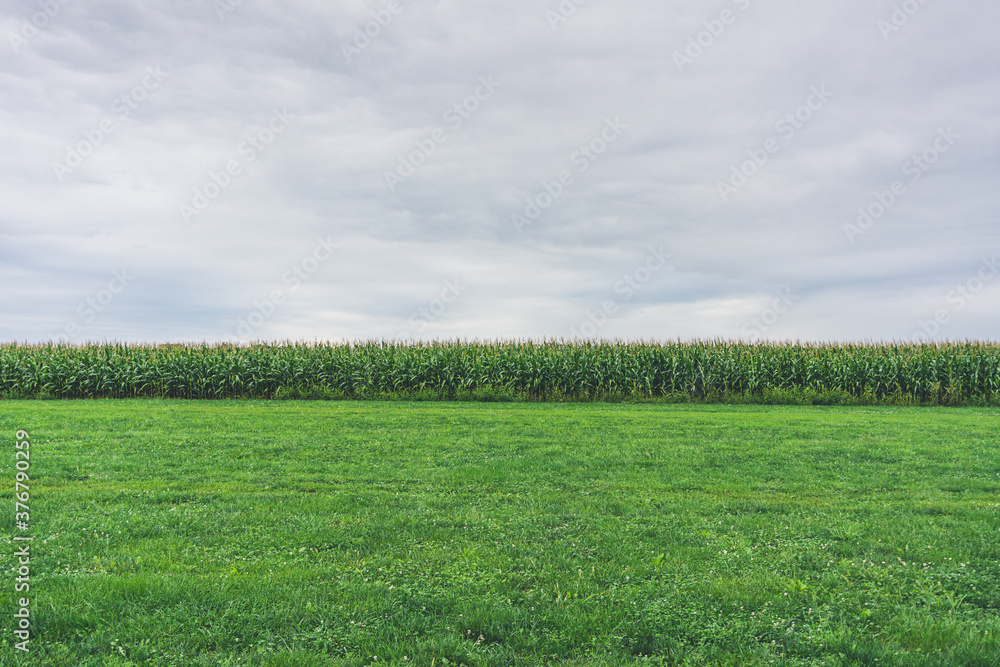 Obraz premium Corn plantation. Cloudy sky over green grass and corn field in the distance