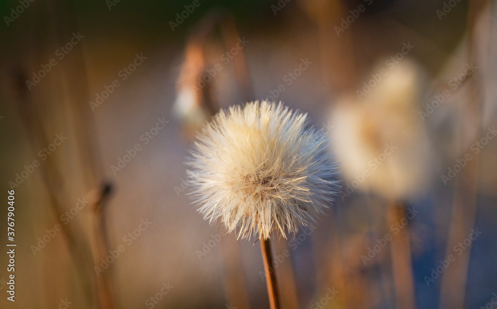 Widlflower Seed Head Autumn Colors Widlflower Seed Head Autumn Colors